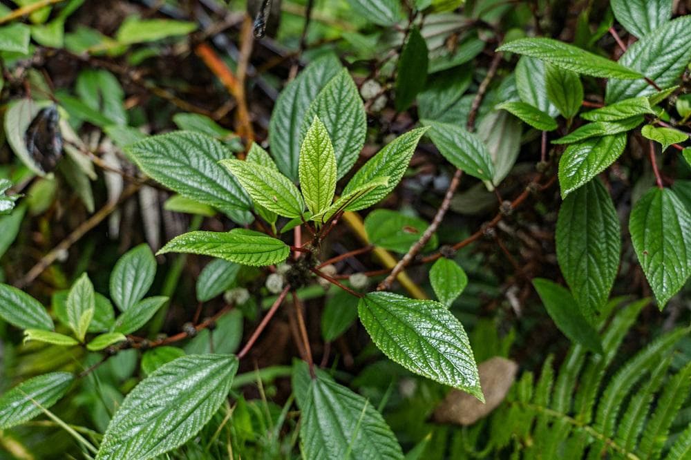 酸枣仁等三种植物被发现可预防痴呆症，大阪公立大学研究
