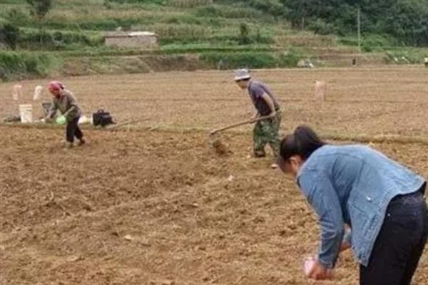 姜种怎么种植，要采用合理轮作的方法