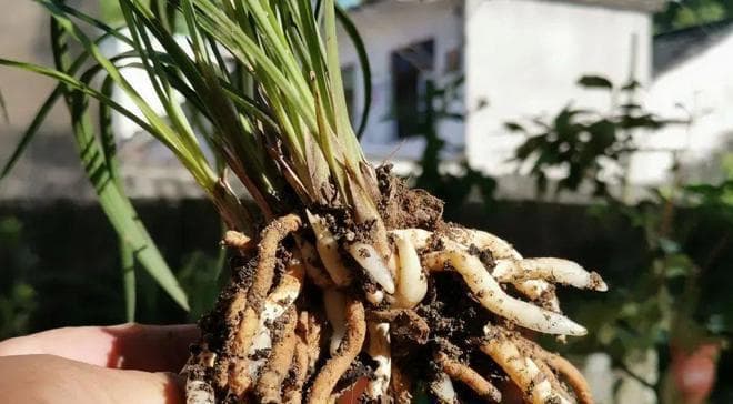 兰花种植的生长环境要求（营养、光照、温度、湿度和通风）