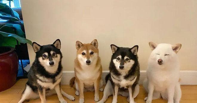 如何解决狗狗不合群的问题？15个实用建议让你的爱犬更友善