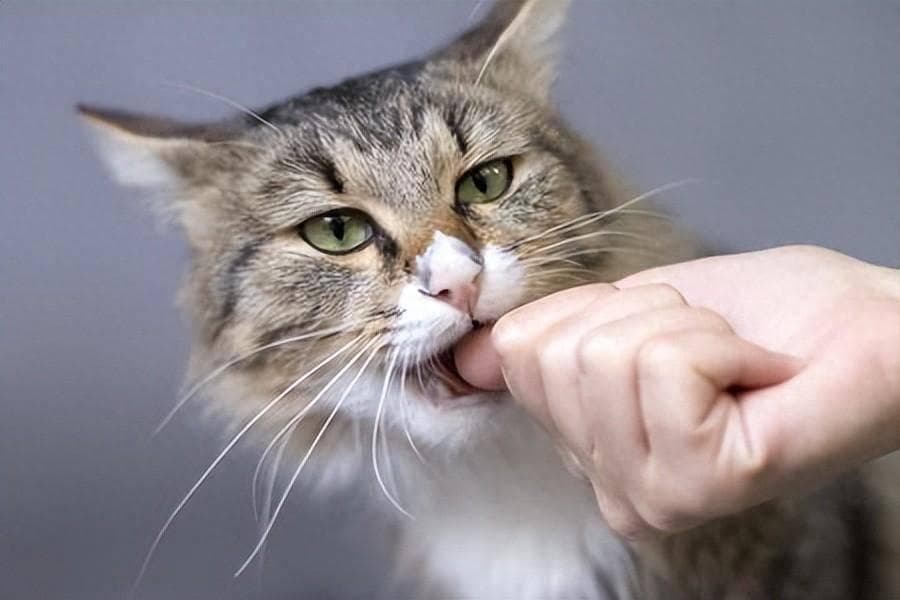 猫咪轻咬你的手脚，是跟你玩？那你就错了！