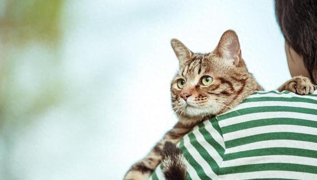 来报恩的狸花猫，往往有4大特征，你家的中了几个？