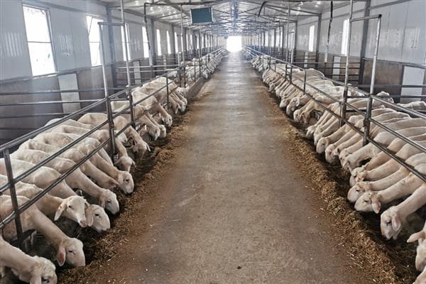 新手养羊全攻略：从饲料配比到健康管理