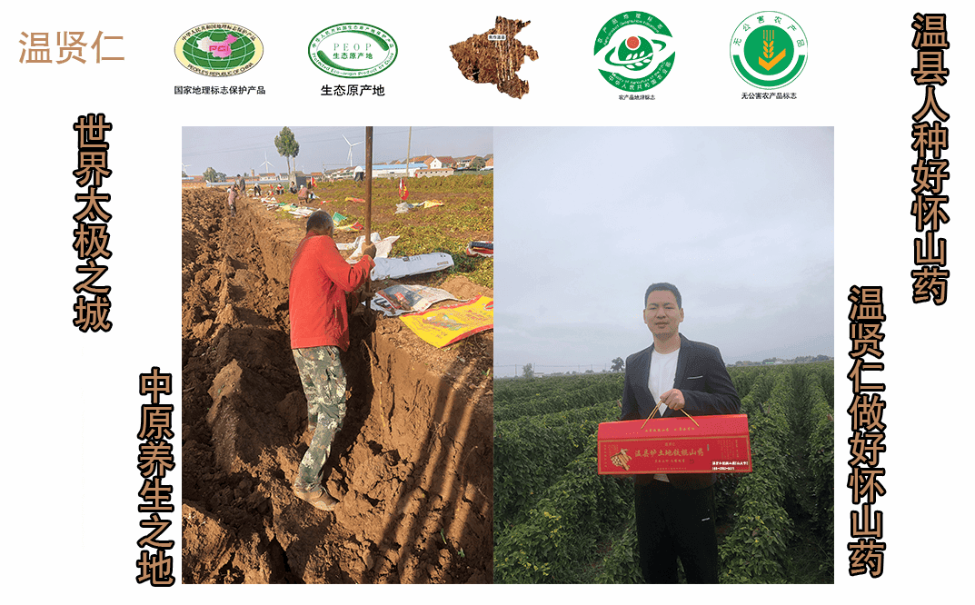 山药：神奇的食材与药用宝藏——深入探索其功效、营养价值及食用智慧