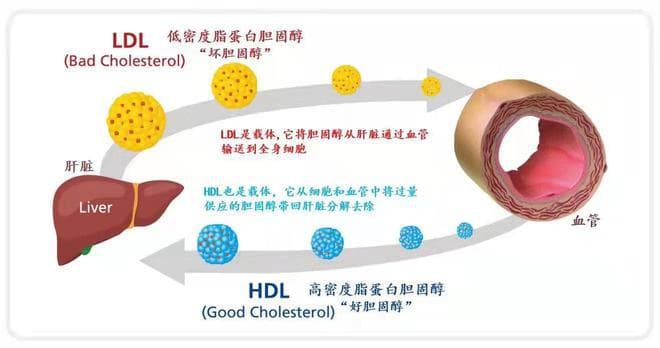 低密度脂蛋白高，不必担心！哈佛专家推荐5种食物解救