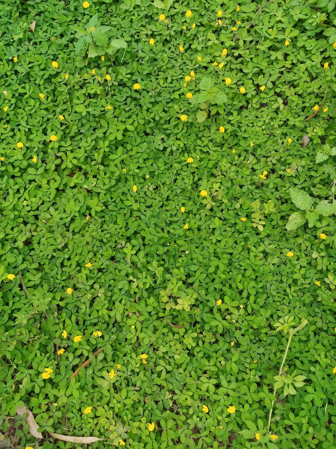 驴蹄草：形态独特、功效多样的野生草药