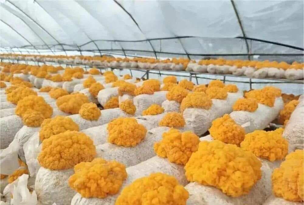 金耳液体菌种袋料栽培技术实践