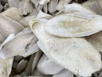 海螵蛸：传统功效与现代研究