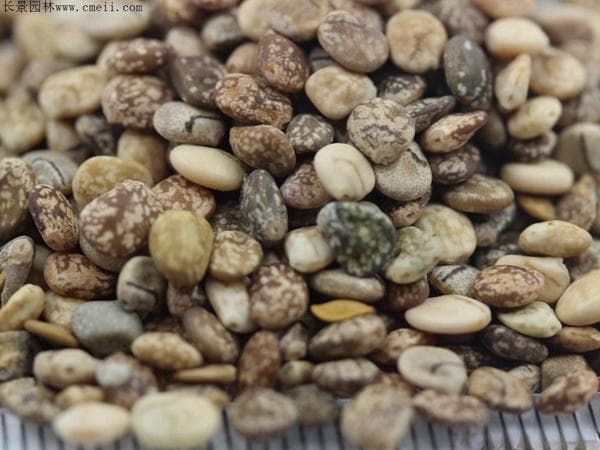 如何提高种子发芽率：从晒种到催芽的全程指南