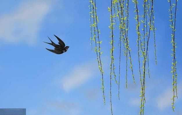 春天燕子从哪里飞回来？春天燕子归何处？揭秘候鸟迁徙的壮丽旅程！