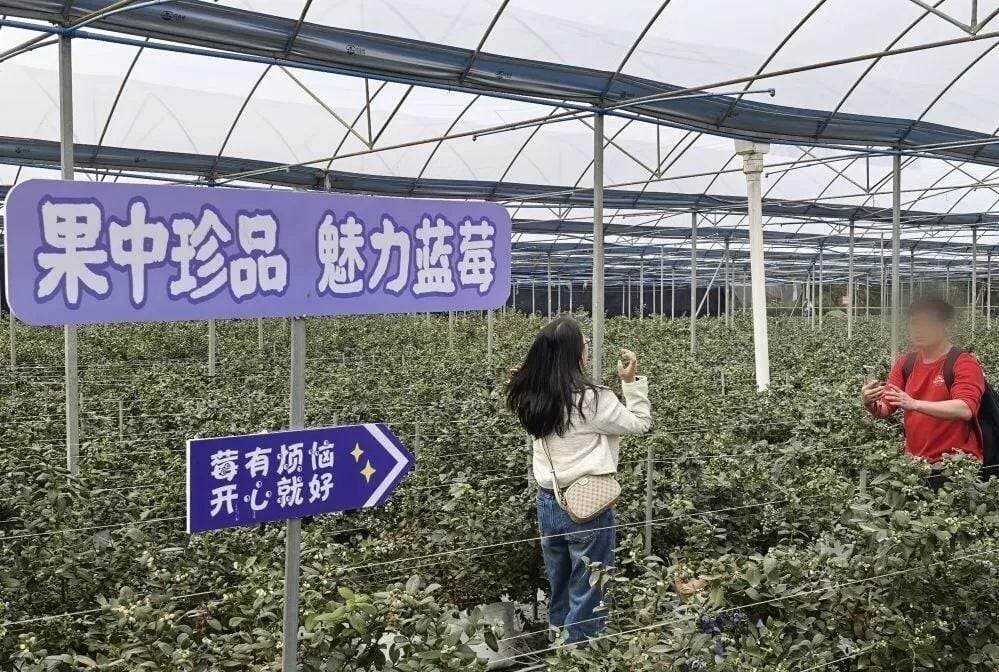 “高价水果”蓝莓价格大跳水，业内人士：还能降