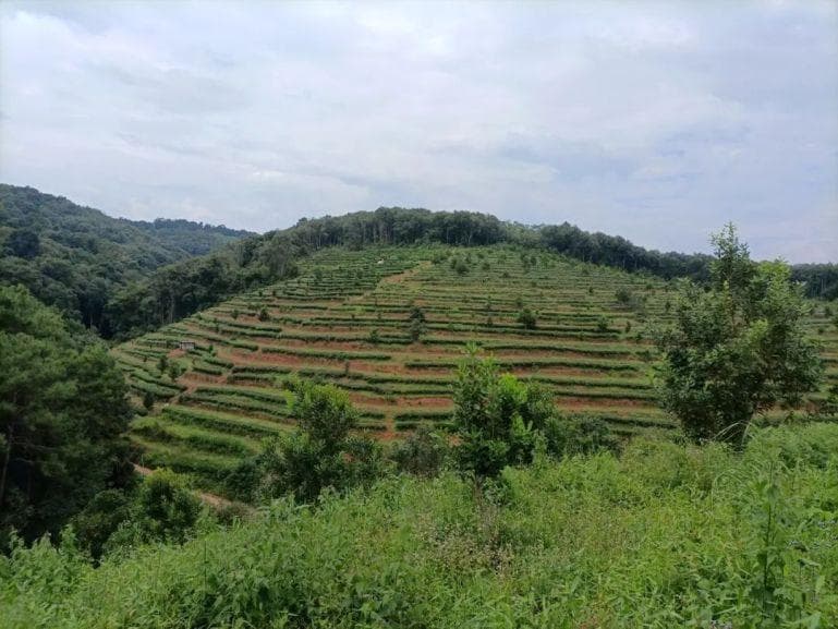 西双版纳生态农场主：不用化肥农药，种出优质凤梨