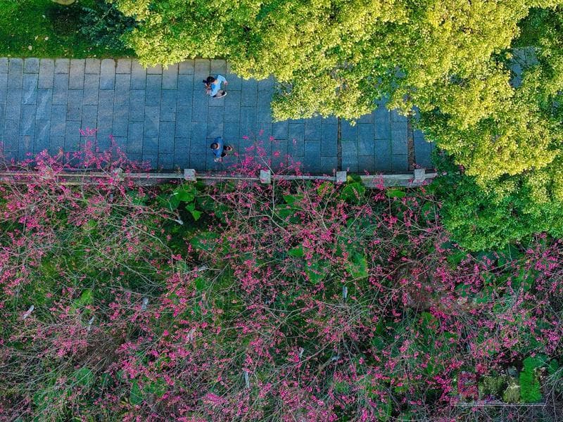 福州三月赏花线路发布 包括山樱花、杜鹃花、美丽月见草等