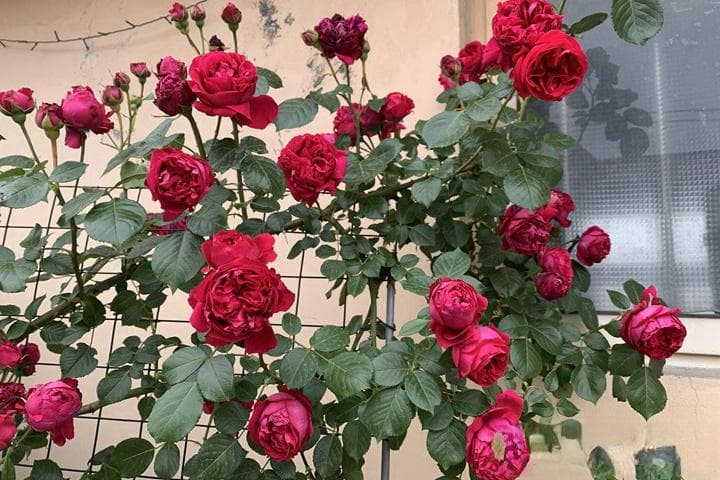 月季花几月份移栽种容易成活