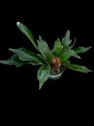 多种植物栽培指南：从兰花到多肉，打造你的绿色生活