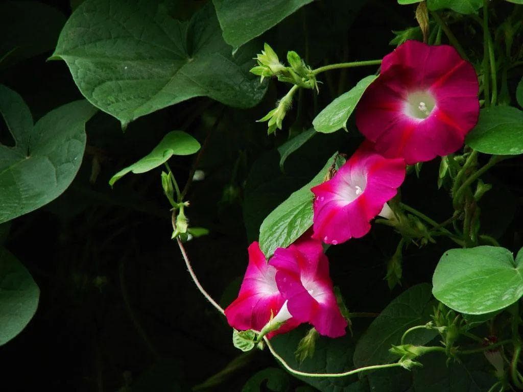 牵牛花、田旋花 傻傻分不清？看完这篇马上让你get辨别方法！