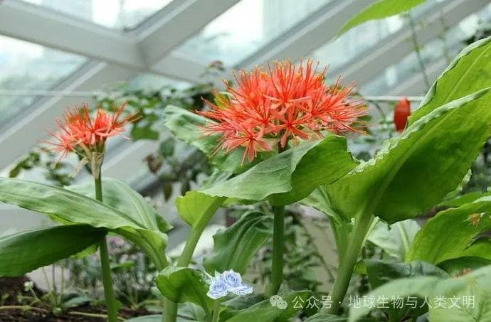 石蒜科植物：形态特征、经济价值及百子莲亚科详解
