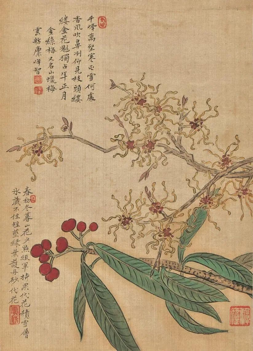每一张都美得像壁纸！一起来欣赏清代释一智的《山花图册》