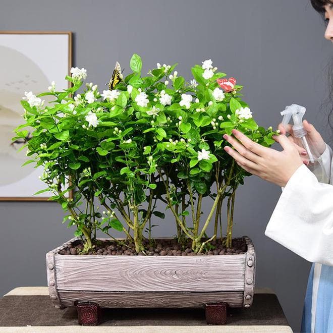 茉莉花施什么肥料最好