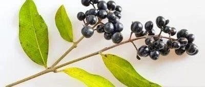 女贞子：滋养肝肾的珍稀药材