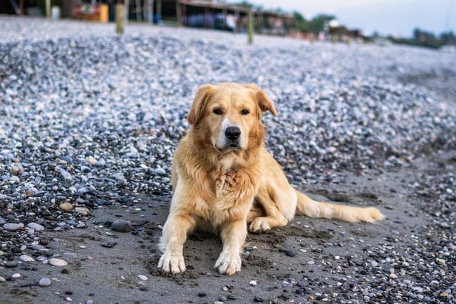 金毛犬寿命探秘：那些年，我们与忠实伙伴的温暖时光！
