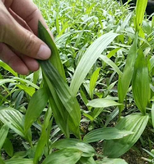白芨的种植技巧与注意事项（选对季节，正确种植，才能顺利收获）