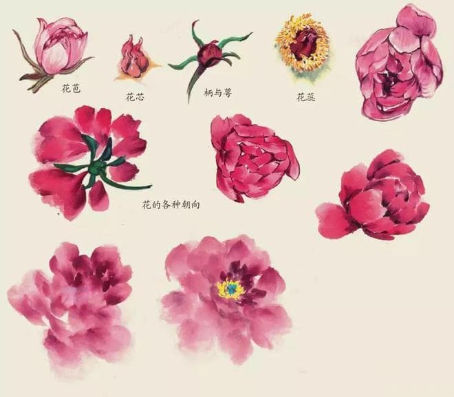 国画学习丨最常见的11种花卉画法