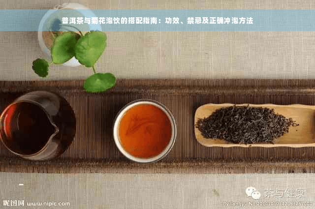 普洱茶与菊花泡饮的搭配指南：功效、禁忌及正确冲泡方法
