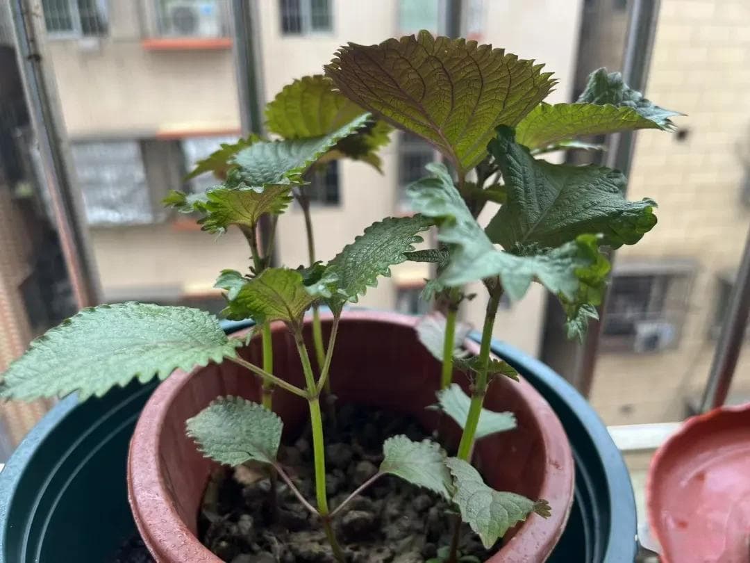 5种阳台香料，不花一分钱，新鲜调料与美化家居兼得