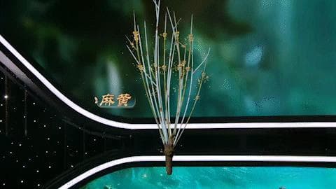 麻黄、洋金花为何至今都是治疗慢阻肺的要药