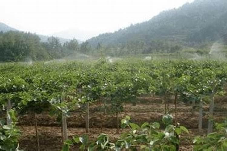 梨树施肥技术：不同生长时期的施肥要点与方法