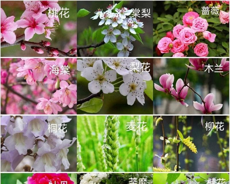 风信子浇水频率如何根据季节调整？春夏秋冬浇水指南是什么？