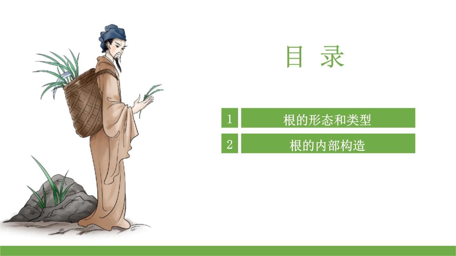 药用植物根的特征-根的形态和类型（药用植物识别）