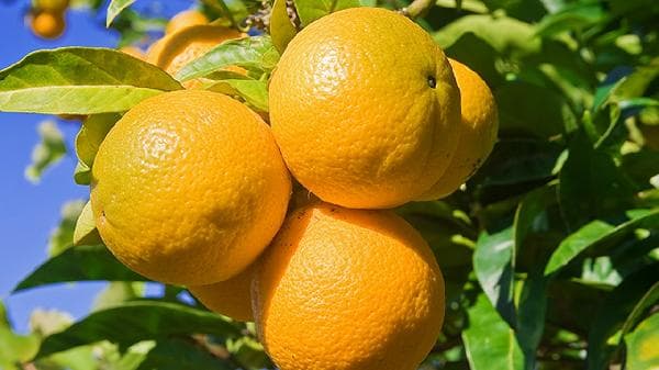 4月吃什么水果？草莓、菠萝和芒果正当季