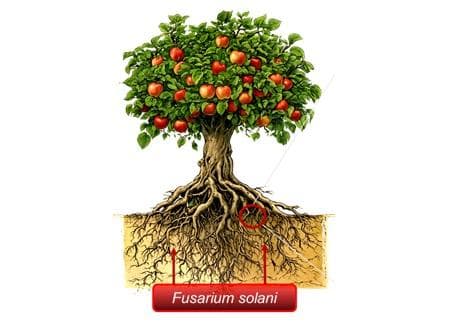 研究解析苹果对连作障碍抗性的分子机制