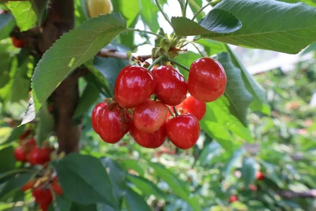 樱桃红了！快来山东赴一场甜蜜盛宴