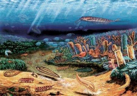 5.6-5.2亿年前寒武纪生命大爆发：我国科学家揭示关键机制