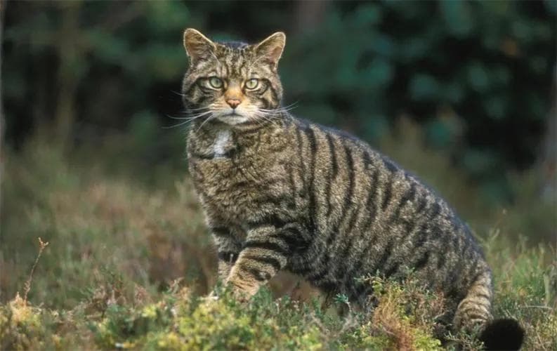猫的历史：从远古到现代的演变