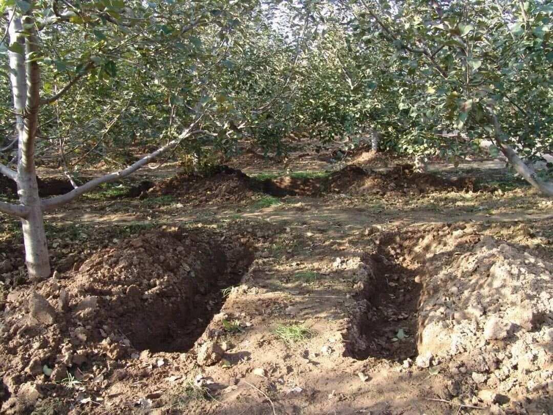 投放多少有机肥才能使果园土壤有机质增加1%？