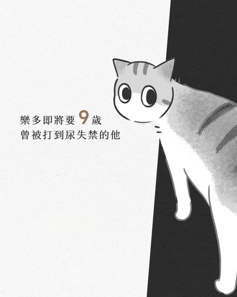 3周让猫咪从3.8kg增到4.2kg，这份饮食方案值得借鉴