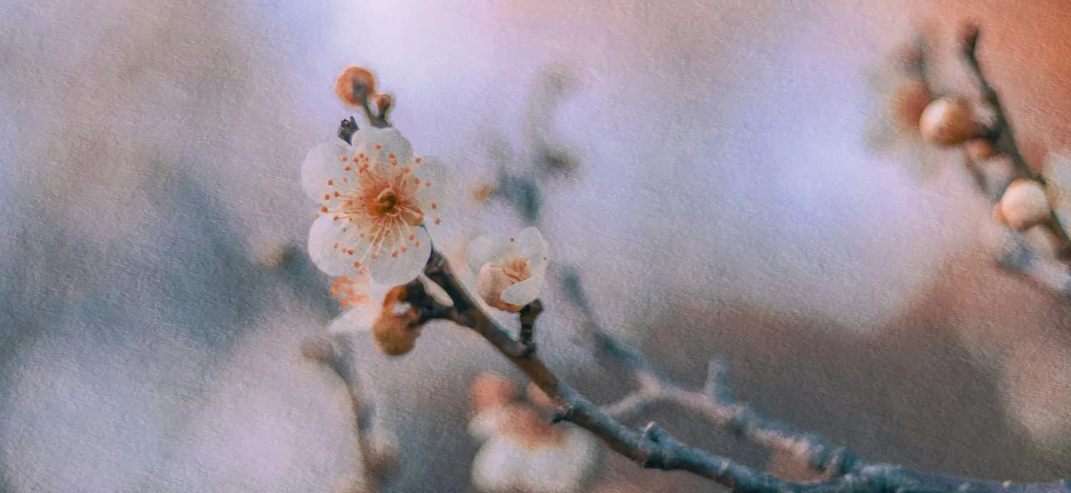 王安石PK陆游：谁的梅花更傲骨？