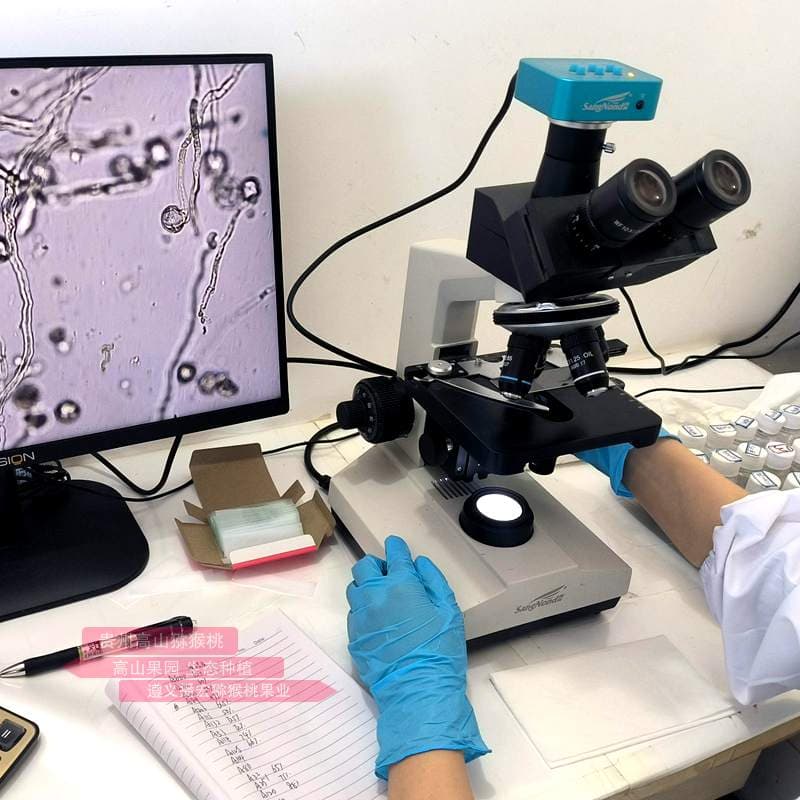 研究证实：-18℃冷冻可使猕猴桃花粉保存一年仍具活力