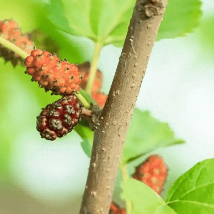 祛风湿，利关节——桑枝