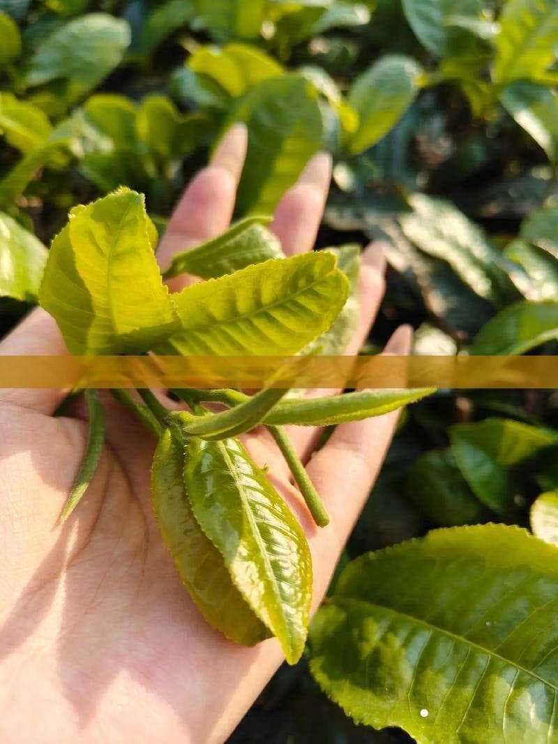 普洱茶与利尿作用：全面解析饮用普洱茶的健康益处及相关疑问解答