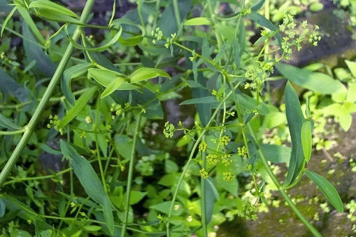 手把手教你认清中草药植物500种（68.柴胡）
