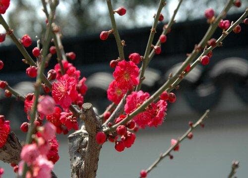 梅花的生长习性特点和生长环境条件