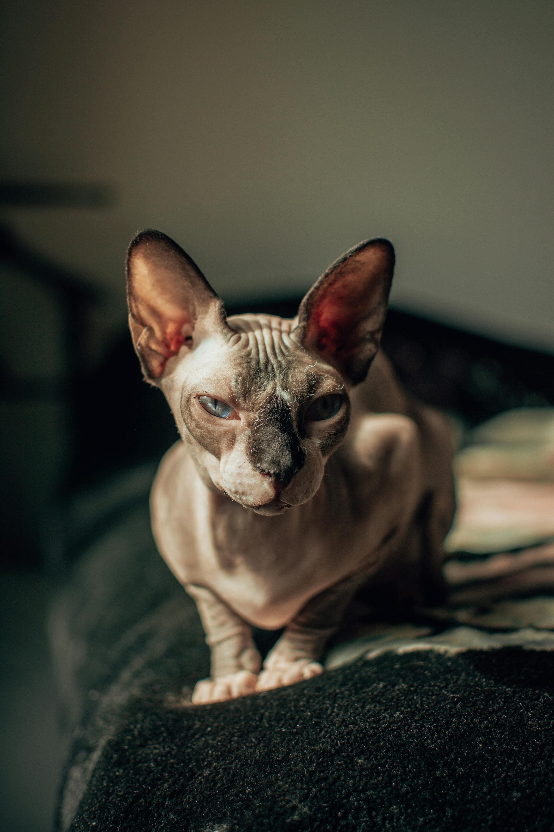 8 种最适合过敏人群的低致敏猫品种，让你轻松享受“吸猫”乐趣！