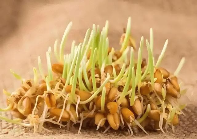 3月吃这个春季第一芽，冬天郁积的闷气，用一个春天来扫清