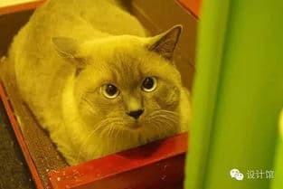 小猫偏爱舒适窝，温馨猫窝打造指南