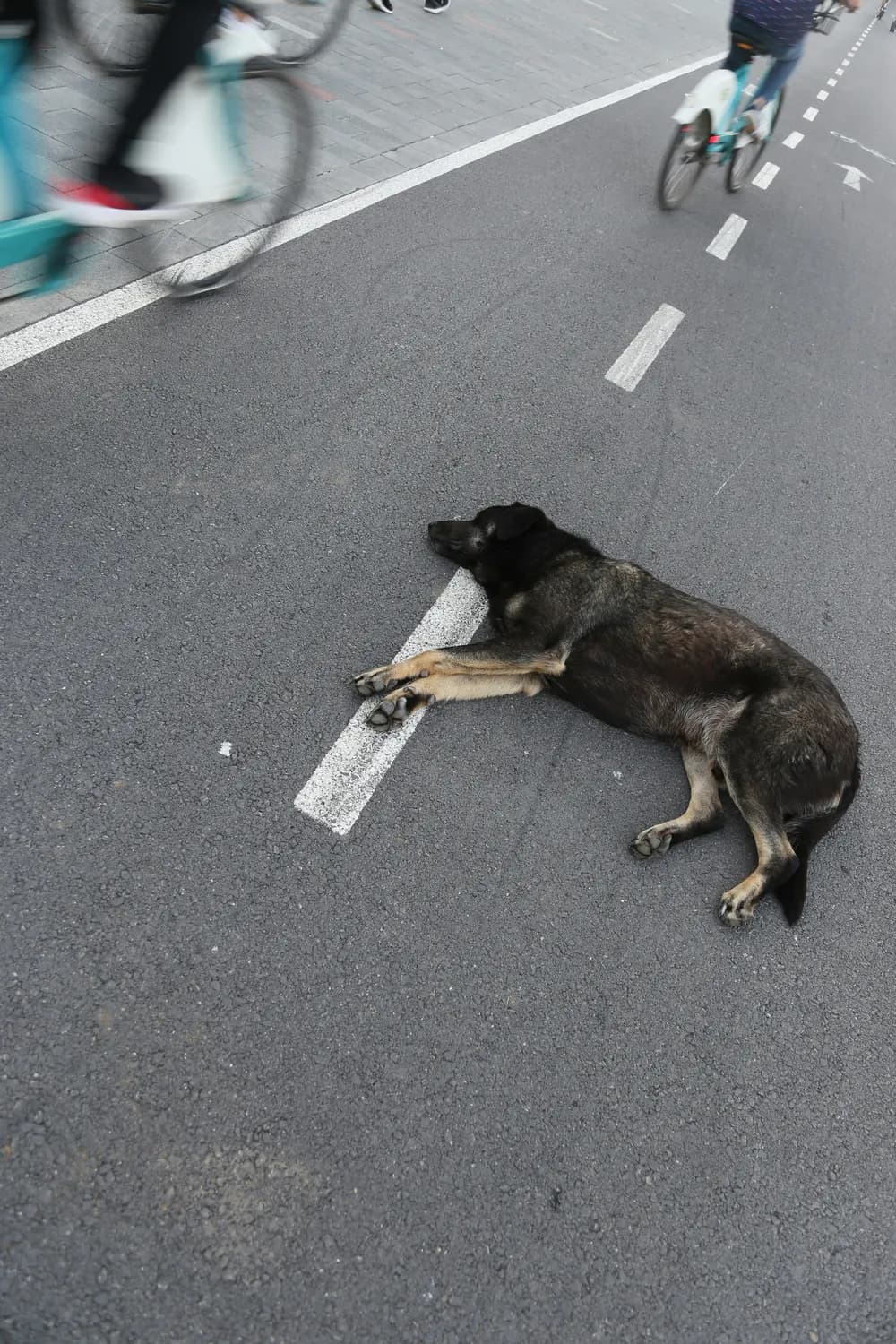 云南通报“摸鱼”警犬，揭秘专业训练管理体系
